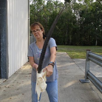 15" Gemsbok Skull with 34" Horns - $160