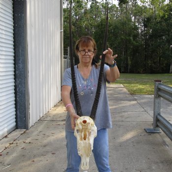 15" Gemsbok Skull with 34" Horns - $160