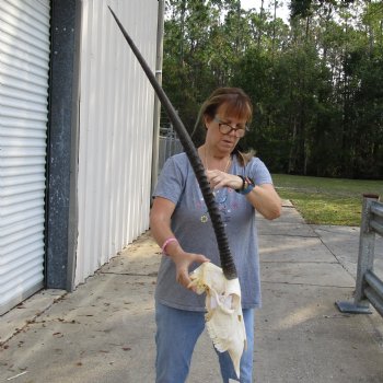 15" Gemsbok Skull with 34" Horns - $160