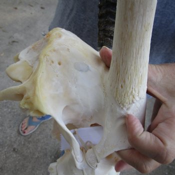 15" Gemsbok Skull with 34" Horns - $160