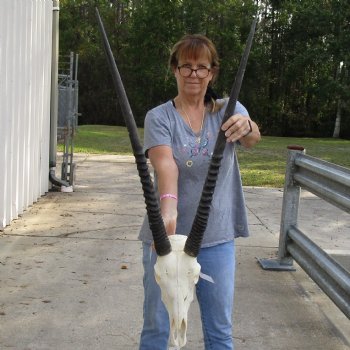 B-Grade 16" Gemsbok Skull with 33" & 34" Horns - $150