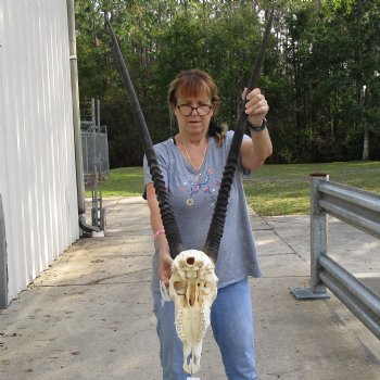 B-Grade 16" Gemsbok Skull with 33" & 34" Horns - $150