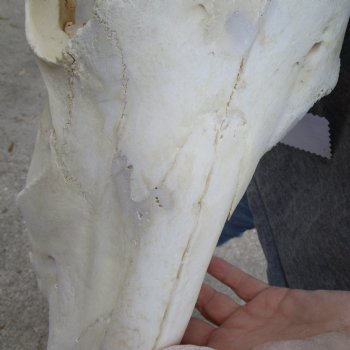 B-Grade 16" Gemsbok Skull with 33" & 34" Horns - $150