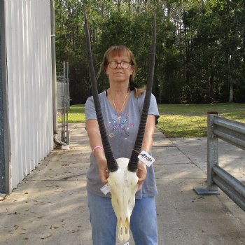 B-Grade 15" Gemsbok Skull with 31" Horns - $140