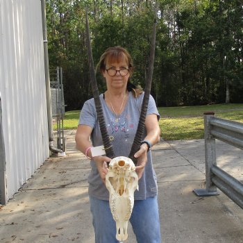 B-Grade 15" Gemsbok Skull with 31" Horns - $140