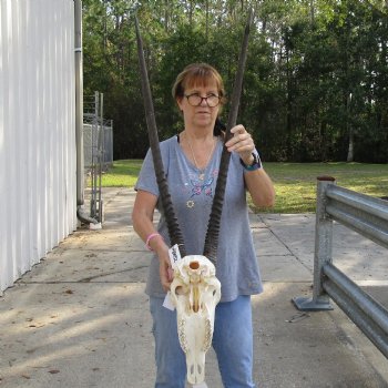 16" Gemsbok Skull with 34" Horns - $160