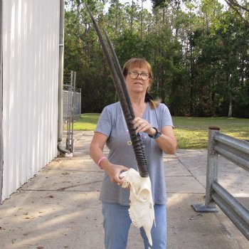 16" Gemsbok Skull with 34" Horns - $160