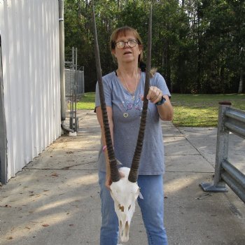 B-Grade 16" Gemsbok Skull with 36" Horns - $140