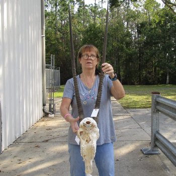 B-Grade 16" Gemsbok Skull with 36" Horns - $140