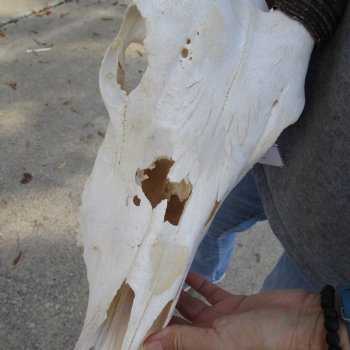 B-Grade 16" Gemsbok Skull with 36" Horns - $140