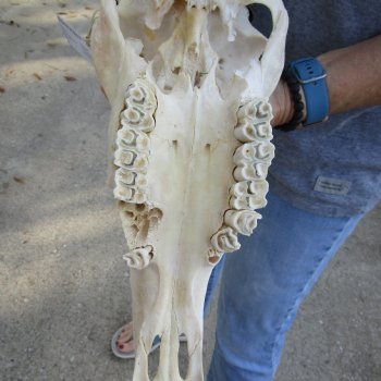 B-Grade 16" Gemsbok Skull with 36" Horns - $140