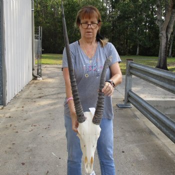 B-Grade 16" Gemsbok Skull with 30" & 19" Horns - $115