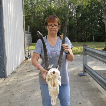 B-Grade 16" Gemsbok Skull with 30" & 19" Horns - $115