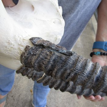 B-Grade 16" Gemsbok Skull with 30" & 19" Horns - $115