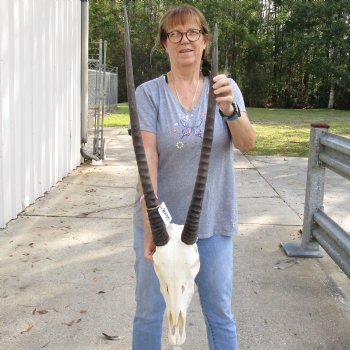 15" Gemsbok Skull with 27" & 30" Horns - $150