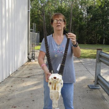 15" Gemsbok Skull with 27" & 30" Horns - $150