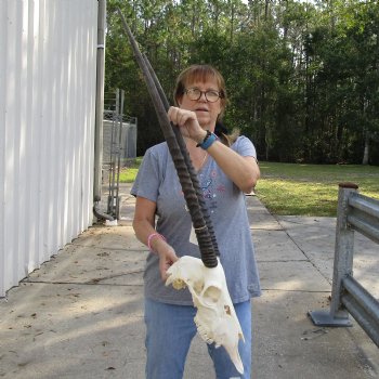 15" Gemsbok Skull with 27" & 30" Horns - $150