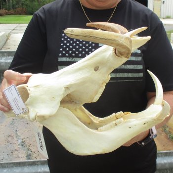 14" African Warthog Skull with 10" Ivory Tusks - $195