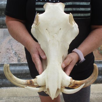 14" African Warthog Skull with 10" Ivory Tusks - $195