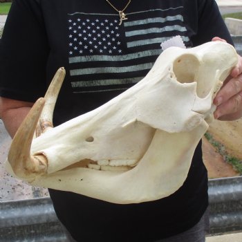 14" African Warthog Skull with 10" Ivory Tusks - $195