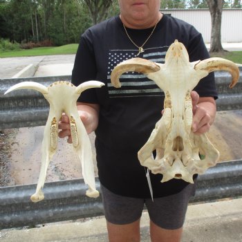 14" African Warthog Skull with 10" Ivory Tusks - $195