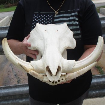 15" African Warthog Skull with 9" Ivory Tusks - $175