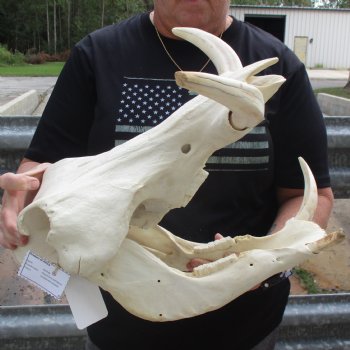 15" African Warthog Skull with 9" Ivory Tusks - $175