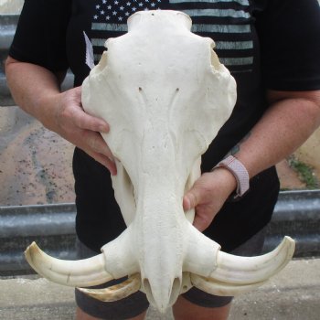 15" African Warthog Skull with 9" Ivory Tusks - $175