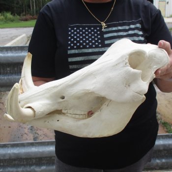 15" African Warthog Skull with 9" Ivory Tusks - $175