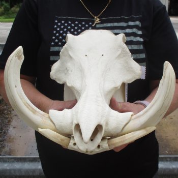 14" African Warthog Skull with 9" & 10" Ivory Tusks - $185