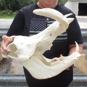 14" African Warthog Skull with 9" & 10" Ivory Tusks - $185