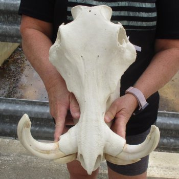 14" African Warthog Skull with 9" & 10" Ivory Tusks - $185