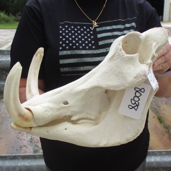 14" African Warthog Skull with 9" & 10" Ivory Tusks - $185