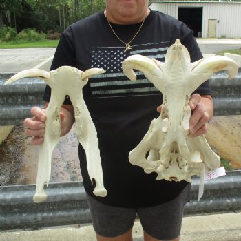 14" African Warthog Skull with 9" & 10" Ivory Tusks - $185