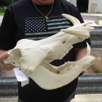 15" African Warthog Skull with 8" & 9" Ivory Tusks - $175