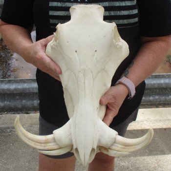 15" African Warthog Skull with 8" & 9" Ivory Tusks - $175