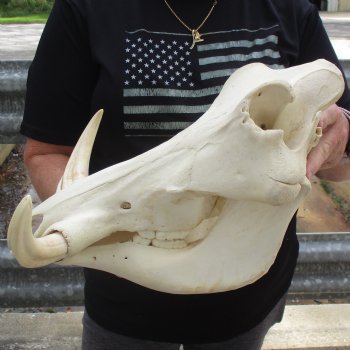 15" African Warthog Skull with 8" & 9" Ivory Tusks - $175