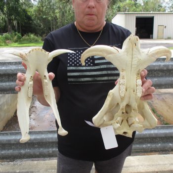 15" African Warthog Skull with 8" & 9" Ivory Tusks - $175