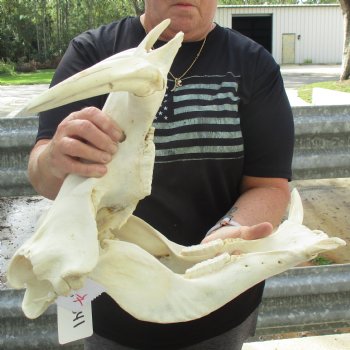 Huge 16" African Warthog Skull with 10" Ivory Tusks - $195