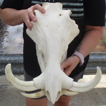 Huge 16" African Warthog Skull with 10" Ivory Tusks - $195