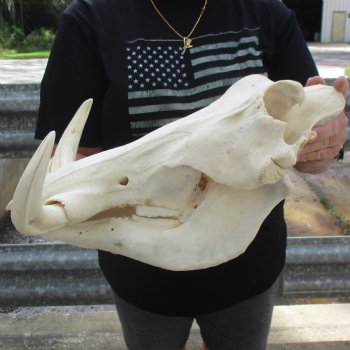 Huge 16" African Warthog Skull with 10" Ivory Tusks - $195