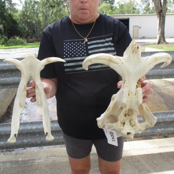 Huge 16" African Warthog Skull with 10" Ivory Tusks - $195