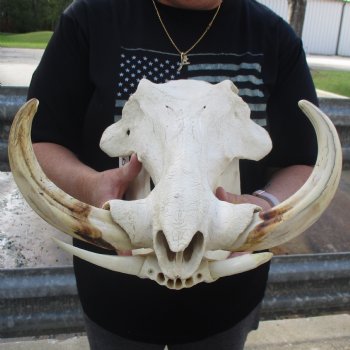 15" African Warthog Skull with 10" & 11" Ivory Tusks - $205