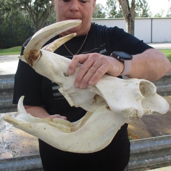 15" African Warthog Skull with 10" & 11" Ivory Tusks - $205