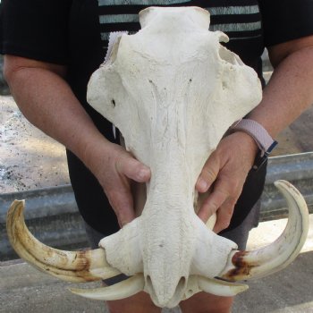 15" African Warthog Skull with 10" & 11" Ivory Tusks - $205