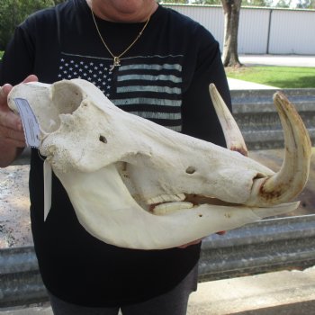 15" African Warthog Skull with 10" & 11" Ivory Tusks - $205