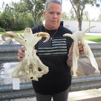 15" African Warthog Skull with 10" & 11" Ivory Tusks - $205