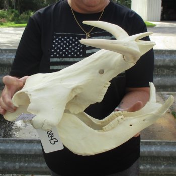 15" African Warthog Skull with 10" Ivory Tusks - $195