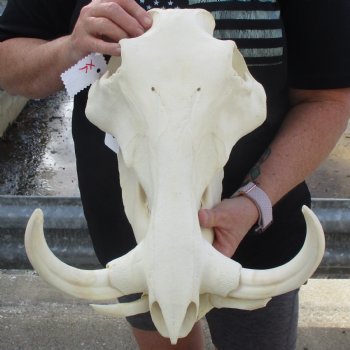 15" African Warthog Skull with 10" Ivory Tusks - $195