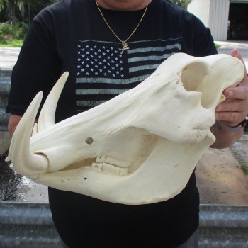 15" African Warthog Skull with 10" Ivory Tusks - $195